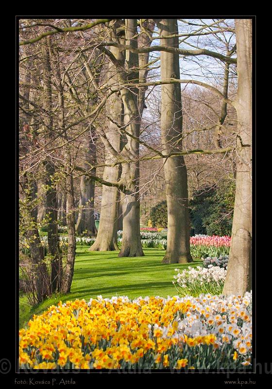 Keukenhof Hollandia 047.jpg